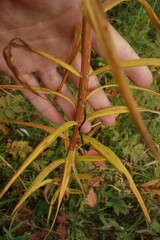 Lilium pensylvanicum