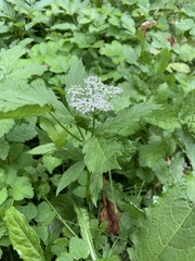 Chaerophyllum aromaticum