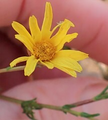 Ursinia punctata