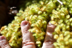 Ptychomnion aciculare