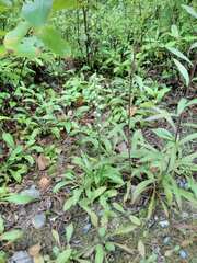 Spiranthes casei novaescotiae
