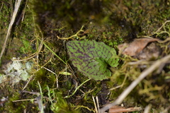 Corybas oblongus