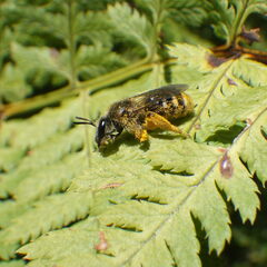 Lasioglossum leucozonium
