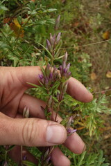 Gentianella