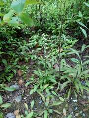 Spiranthes casei novaescotiae