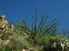 Fouquieria splendens