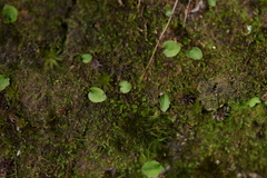 Corybas oblongus