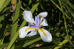 Dietes grandiflora