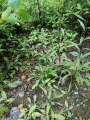 Spiranthes casei novaescotiae