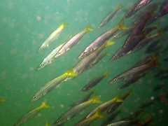 Dinolestes lewini