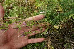 Gentianella