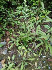 Spiranthes casei novaescotiae