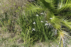 Dietes grandiflora