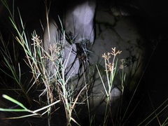 Fimbristylis dichotoma