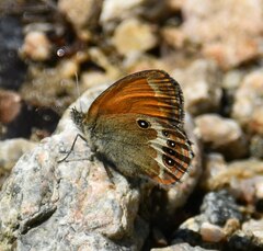Coenonympha arcania