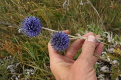 Echinops latifolius