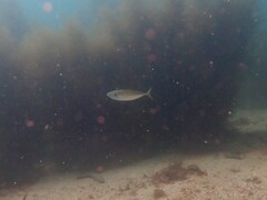 Trachurus
