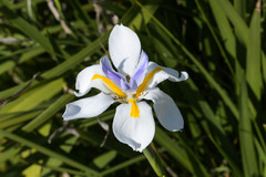 Dietes grandiflora