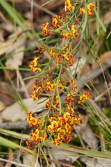 Daviesia leptophylla