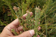 Lespedeza juncea
