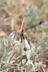 Libelloides macaronius