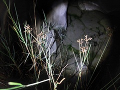 Fimbristylis dichotoma