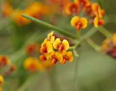 Daviesia leptophylla