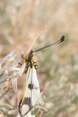 Libelloides macaronius