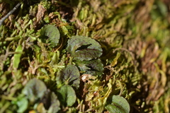 Corybas oblongus