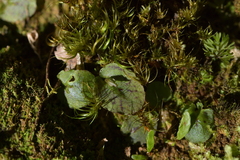 Corybas oblongus