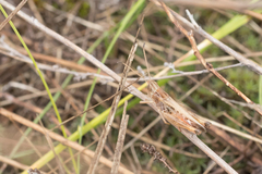Stenobothrus eurasius