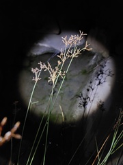 Fimbristylis dichotoma