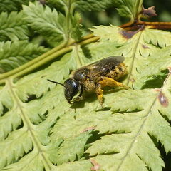 Lasioglossum leucozonium
