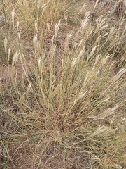 Bothriochloa ischaemum