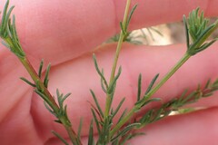 Ursinia punctata