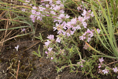 Thymus dubjanskyi