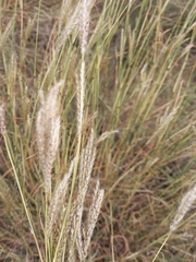 Bothriochloa ischaemum