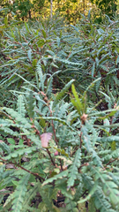Comptonia peregrina