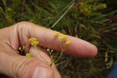 Bupleurum