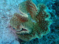 Duncanopsammia peltata