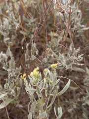 Galatella villosa
