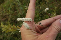 Sanguisorba tenuifolia