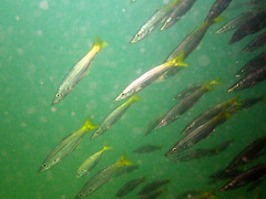 Dinolestes lewini