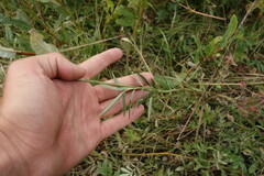 Sanguisorba tenuifolia