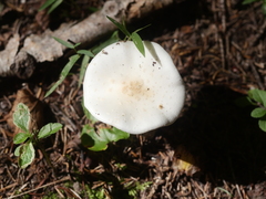 Phalloideae