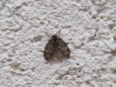 Psychodinae