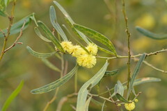 Acacia verniciflua