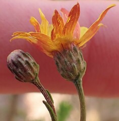 Ursinia punctata