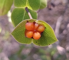 Lonicera implexa