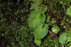 Corybas oblongus